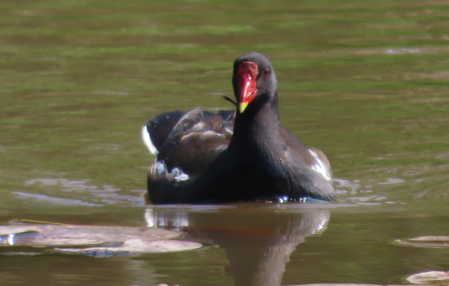 Moorhen